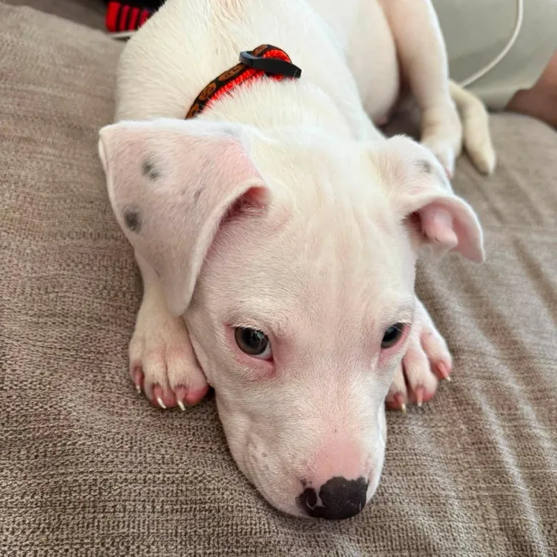 Frankie