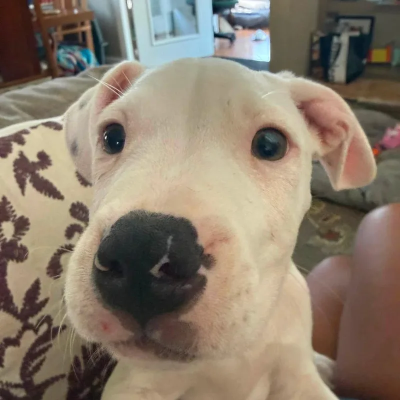 Frankie thumbnail 3