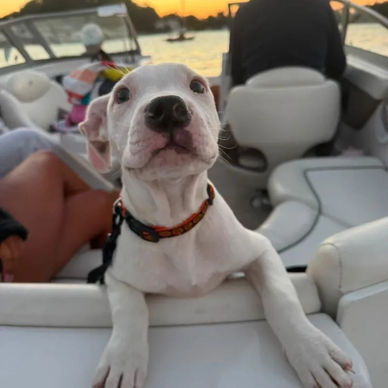 Frankie thumbnail 4