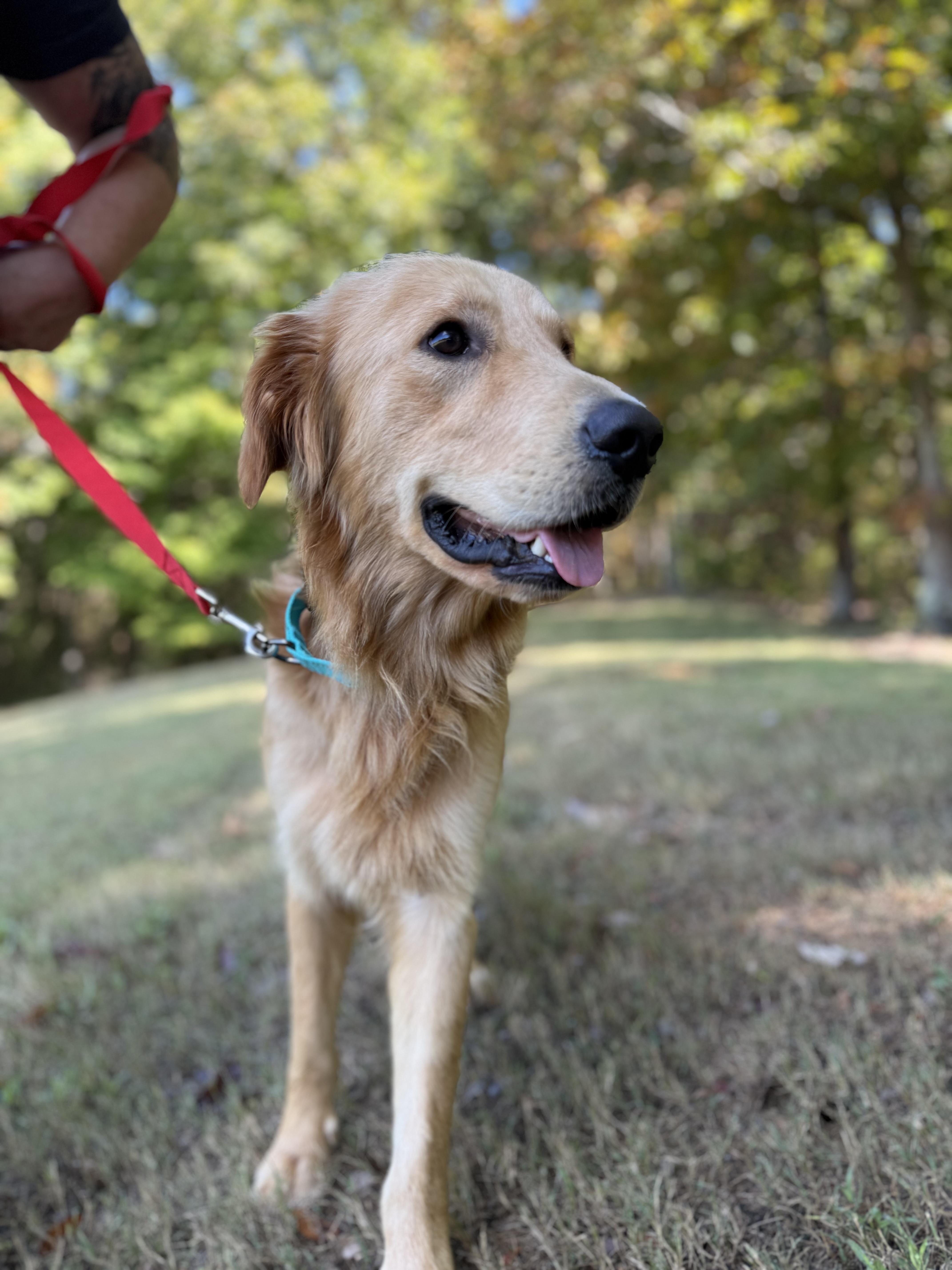 An adult medium-sized male Golden Retriever dog named Theo for adoption in Waitsfield, VT