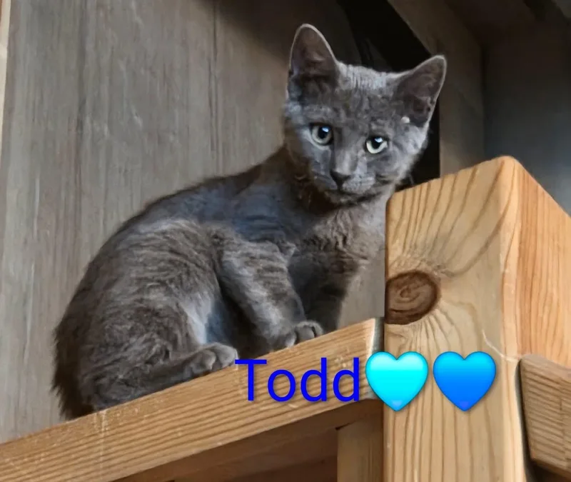 A baby medium-sized male Gray / Blue / Silver Domestic Short Hair cat named Todd for adoption in Manhattan, KS