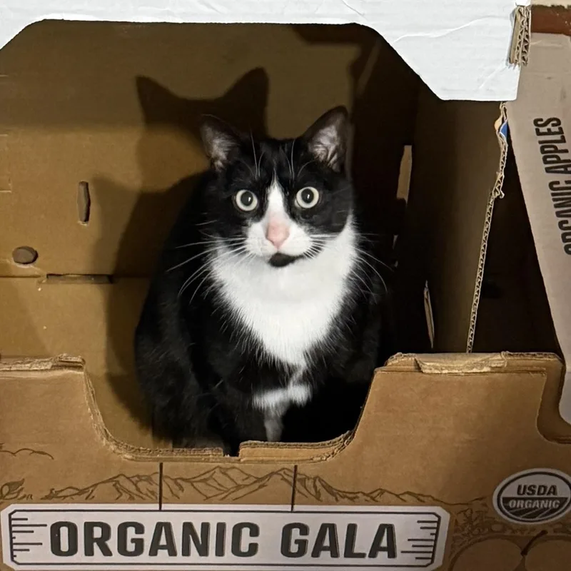An adult medium-sized male Black & White / Tuxedo Domestic Short Hair cat named Richard for adoption in Bentonville, AR