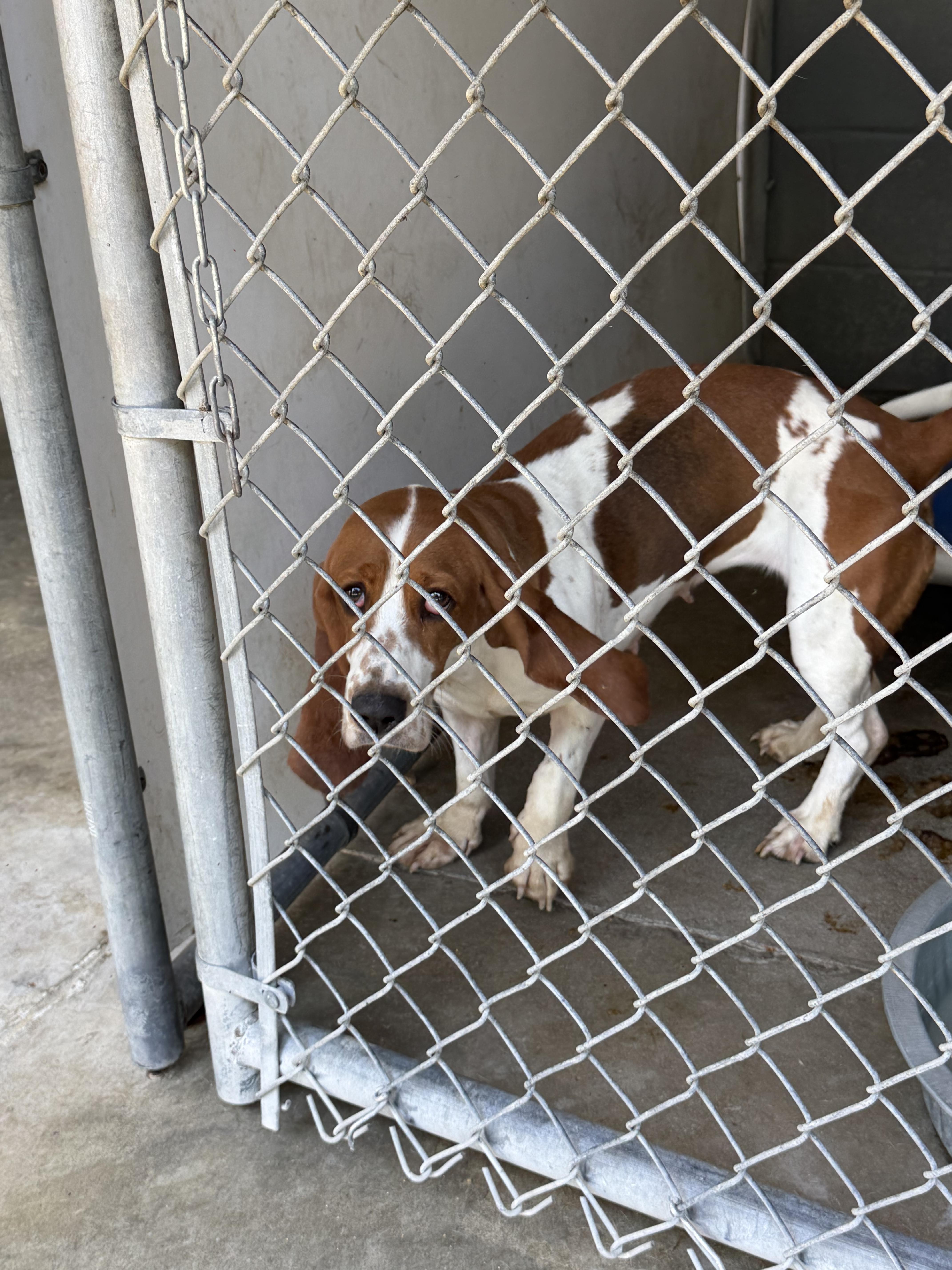 An adult medium-sized female Basset Hound dog named Margrette for adoption in Elizabethtown, NC