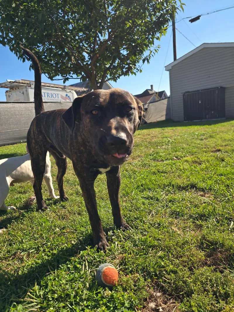 A baby large-sized male Black Australian Cattle Dog / Blue Heeler dog named Virgo for adoption in Houston, TX