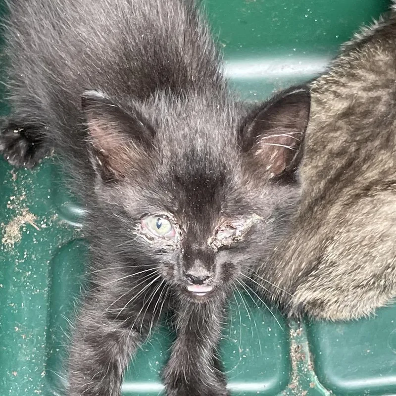 A baby small-sized female Black Domestic Short Hair cat named Grimm for adoption in Eureka Springs, AR