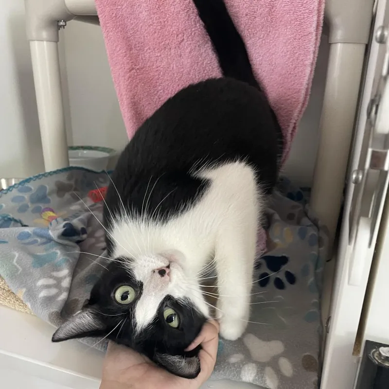 An adult medium-sized female Black Domestic Short Hair cat named Winter for adoption in Warwick, RI