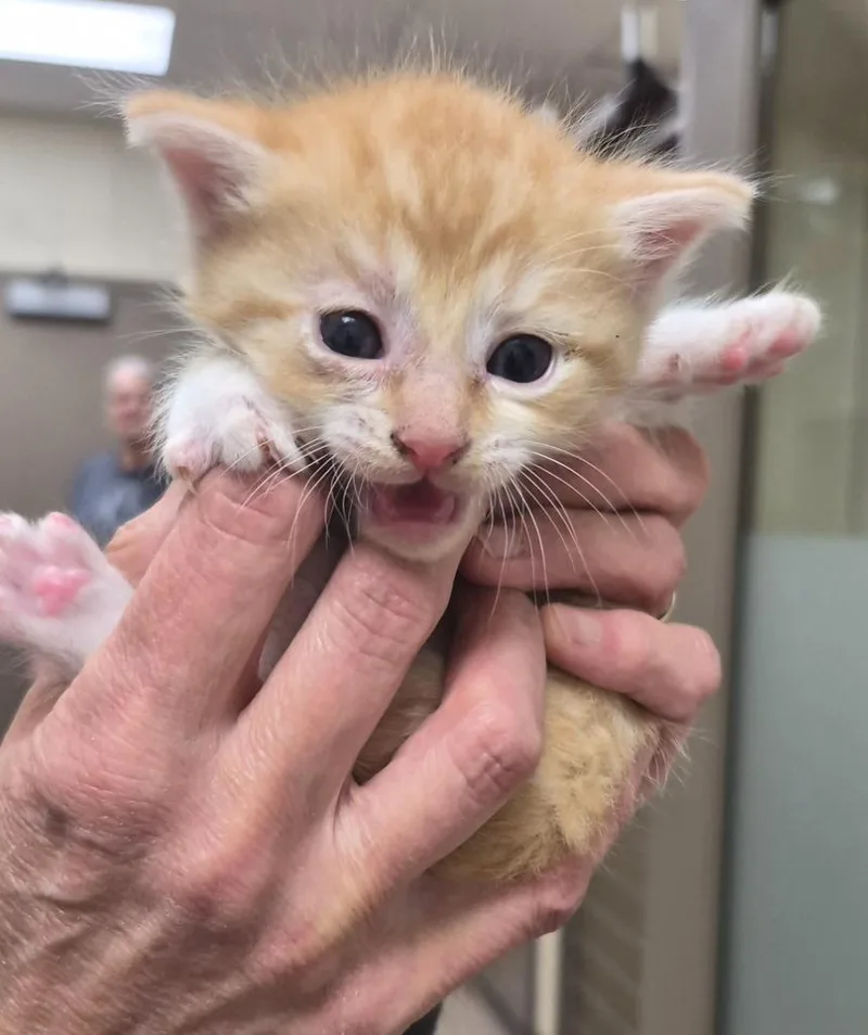 A baby medium-sized male Domestic Medium Hair cat named Fritos for adoption in Christiansburg, VA
