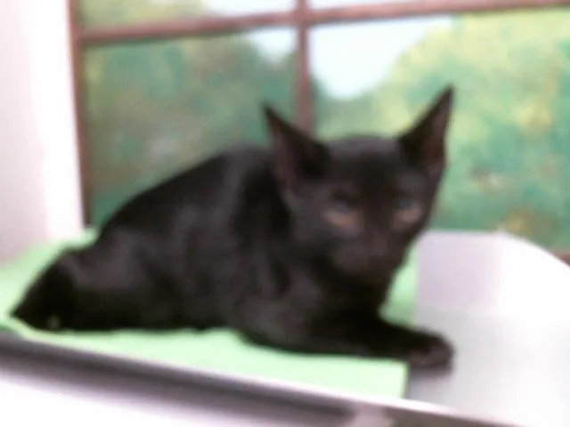 A baby small-sized male Domestic Short Hair cat named Blair for adoption in Houston, TX