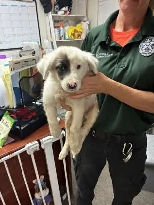 A baby medium-sized female Great Pyrenees dog named Juney for adoption in Boulder, CO