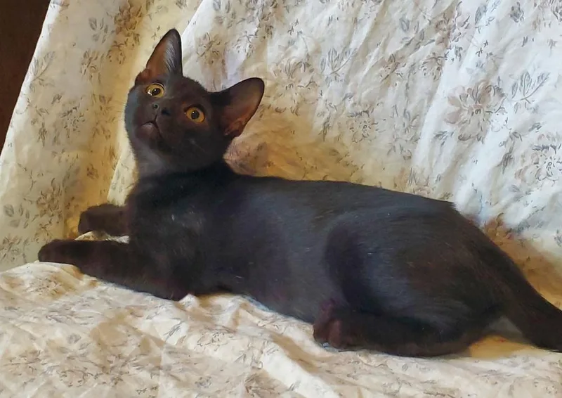 A baby small-sized male Domestic Short Hair cat named Baked Beans for adoption in Dallas, TX