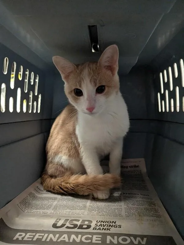 An adult medium-sized male Cream / Ivory Domestic Short Hair cat named Golden Retriever for adoption in Cincinnati, OH