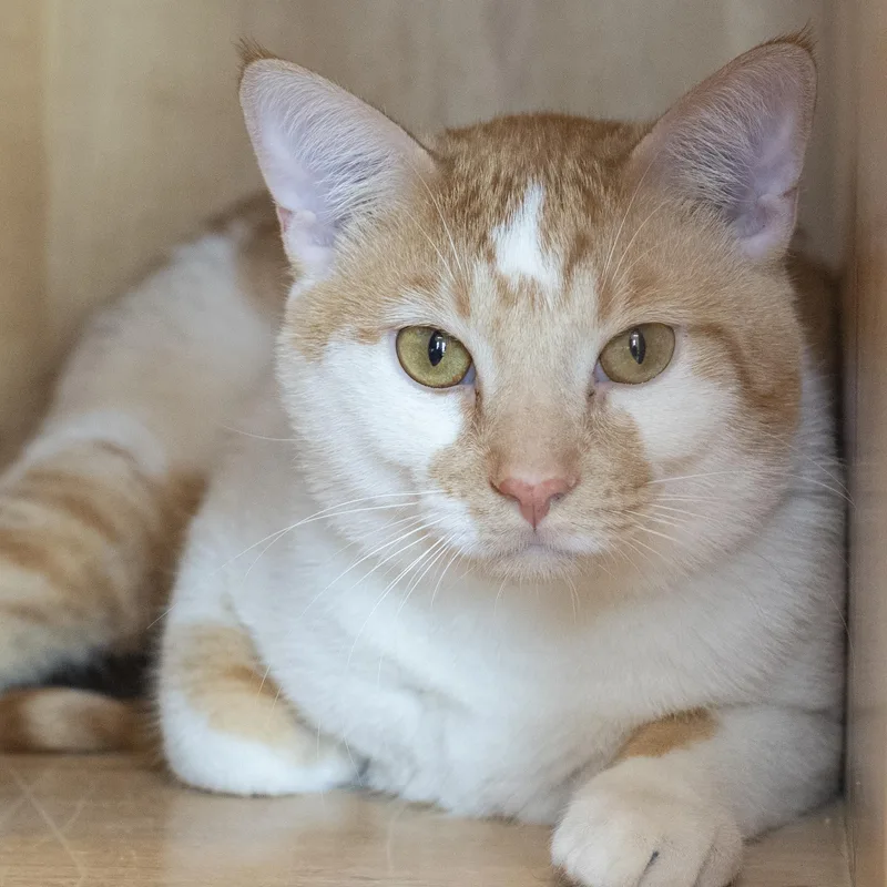 A young medium-sized male Orange / Red Domestic Short Hair cat named Tiggy for adoption in Pontiac, MI