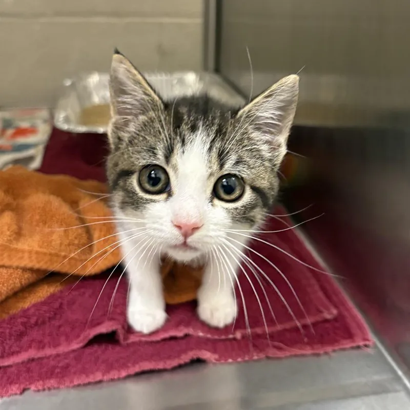 A baby small-sized female Brown / Chocolate Domestic Short Hair cat named Milk for adoption in Asheville, NC