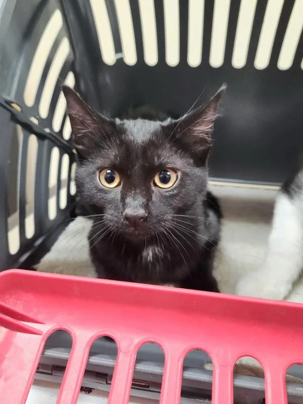 A baby small-sized female Domestic Short Hair cat named Abigail for adoption in Kennewick, WA