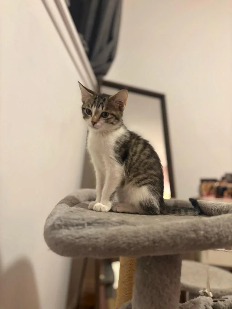 A baby medium-sized female Domestic Short Hair cat named McNugget for adoption in Salt Lake City, UT