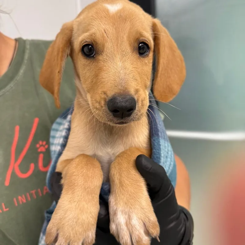 A baby small-sized male Yellow / Tan / Blond / Fawn Labrador Retriever dog named Geralt for adoption in Abilene, TX