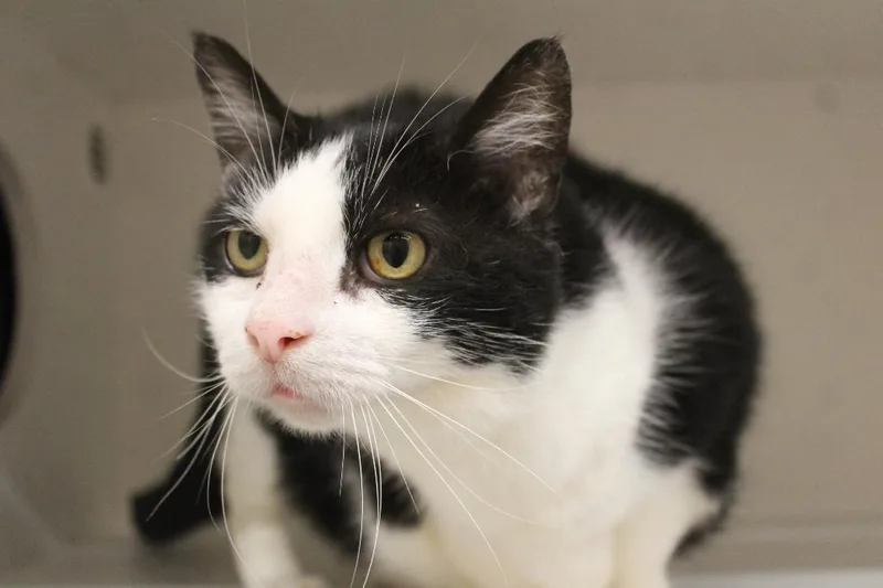 A senior medium-sized male Black & White / Tuxedo Domestic Short Hair cat named Grimm for adoption in Chestertown, MD