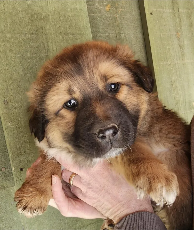 Porkchop thumbnail 2