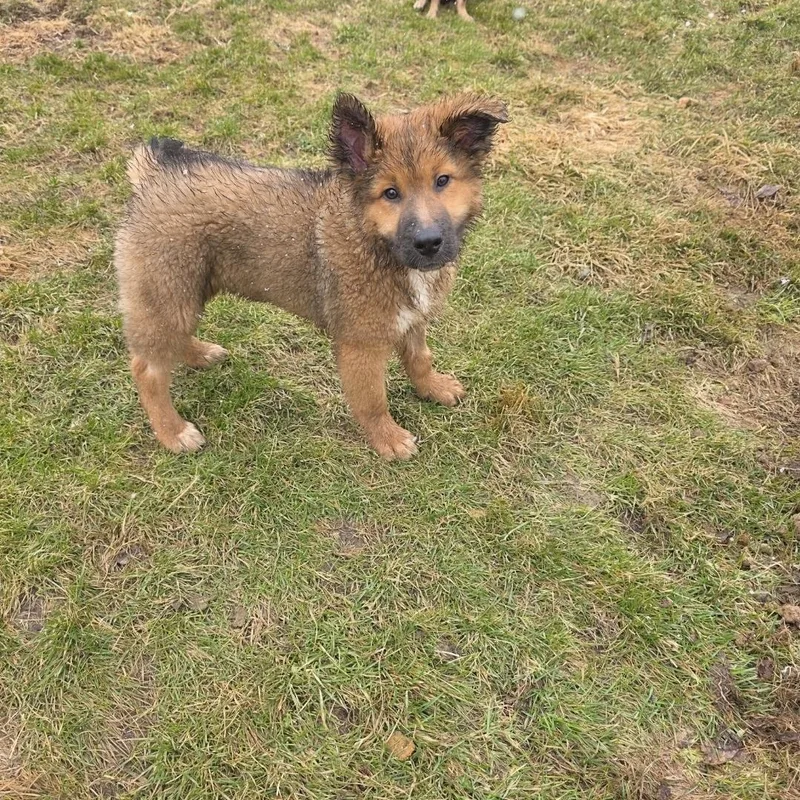 Porkchop thumbnail 3