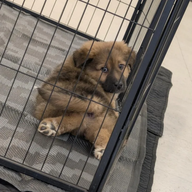 Porkchop thumbnail 4