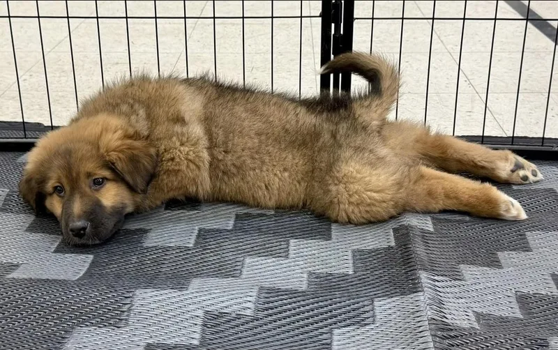 Porkchop thumbnail 5