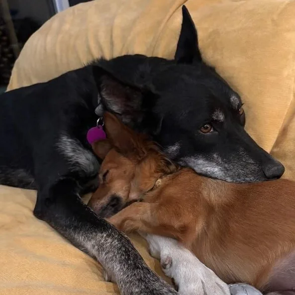 An adult medium-sized female Black German Shepherd Dog dog named Trixie Snuggles for adoption in Friendswood, TX