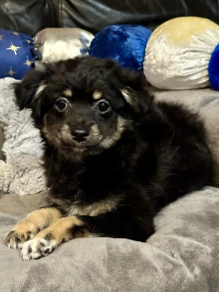 A baby small-sized male Brown / Chocolate Maltese dog named Lennon for adoption in Milton, GA