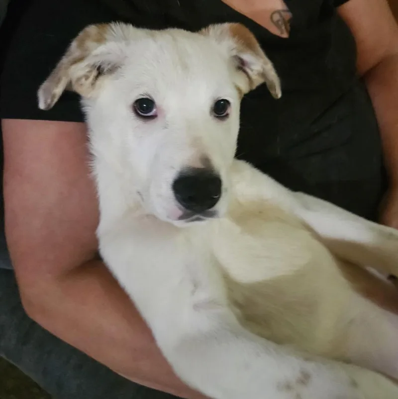 A baby medium-sized male Pit Bull Terrier dog named Sam for adoption in Krum, TX