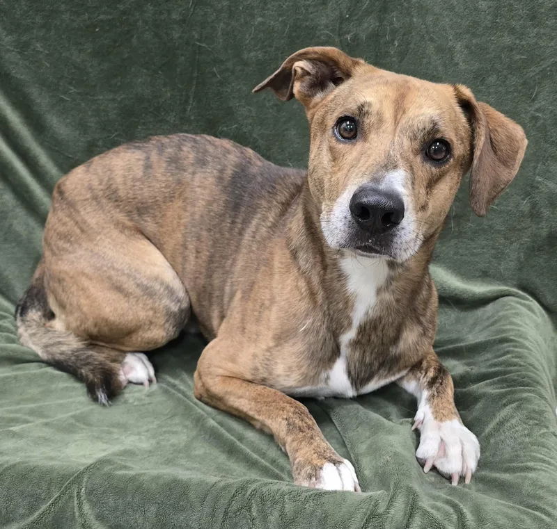 An adult medium-sized male Brindle Mixed Breed dog named Mateo for adoption in Frankfort, IN