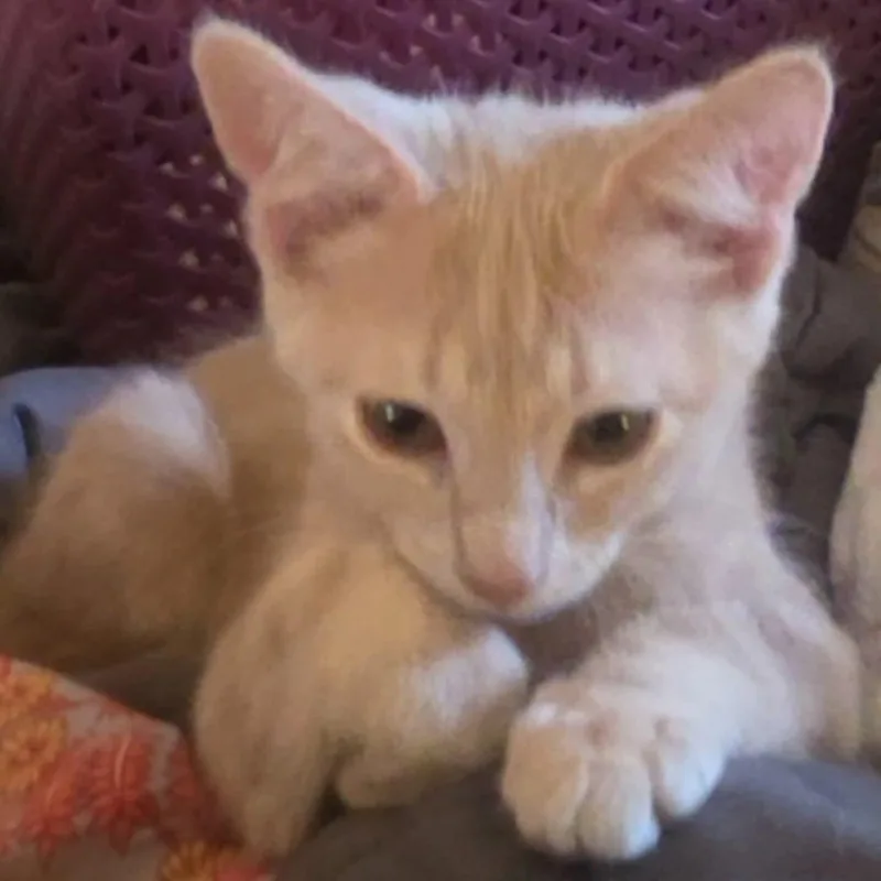 A baby small-sized male Buff / Tan / Fawn Domestic Short Hair cat named Slice for adoption in Indianapolis, IN