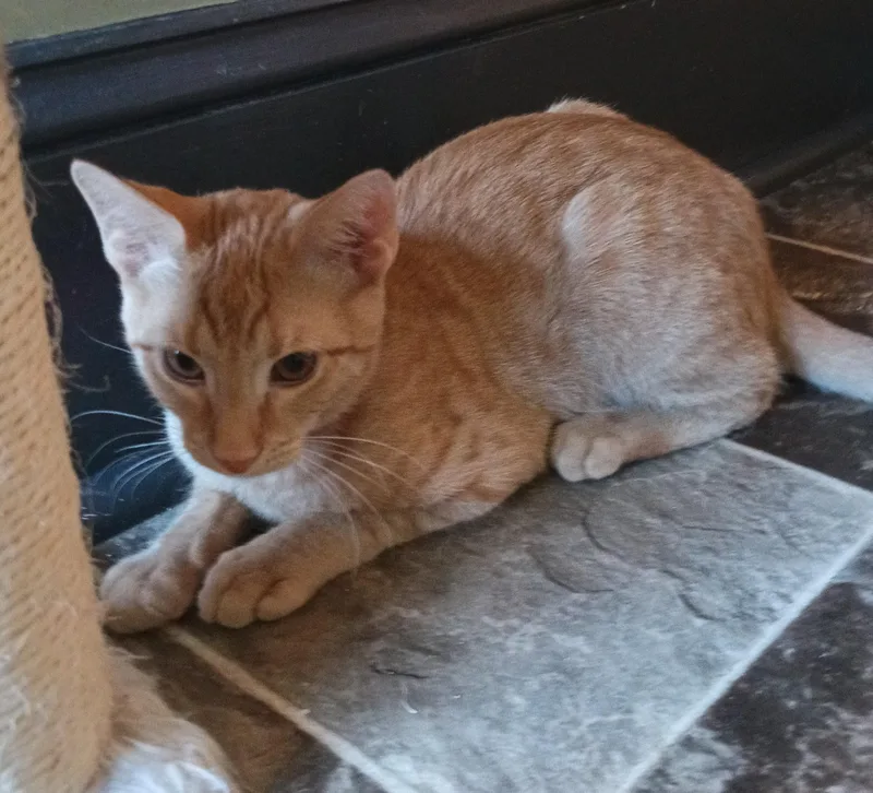 A young medium-sized male Orange & White Domestic Short Hair cat named Jelly Bean for adoption in Franklinville, NJ