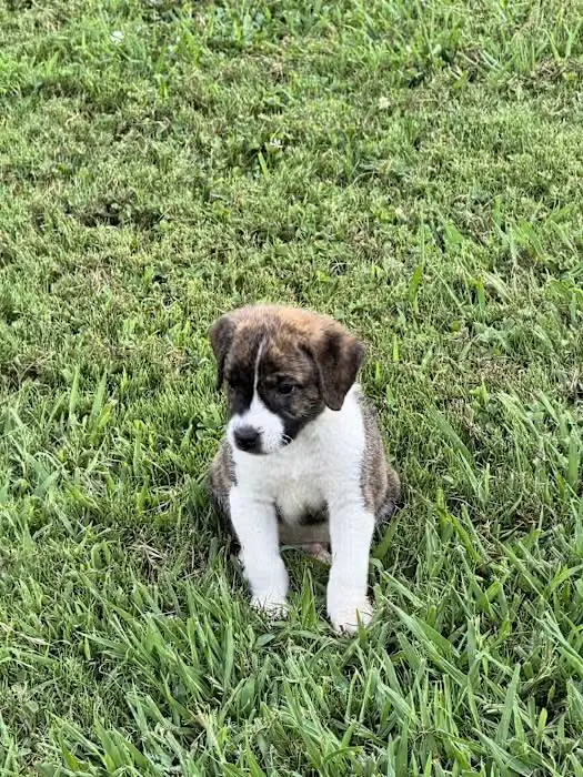 A baby medium-sized male Brindle Pit Bull Terrier dog named Bobby for adoption in Watertown, CT