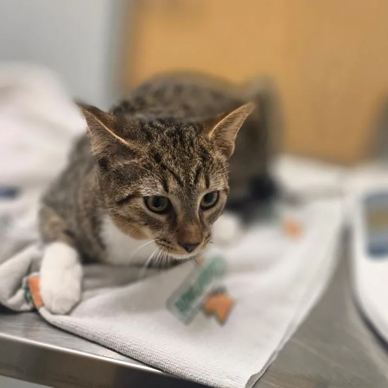 A baby medium-sized male Domestic Short Hair cat named Cinco for adoption in Jacksonville, FL