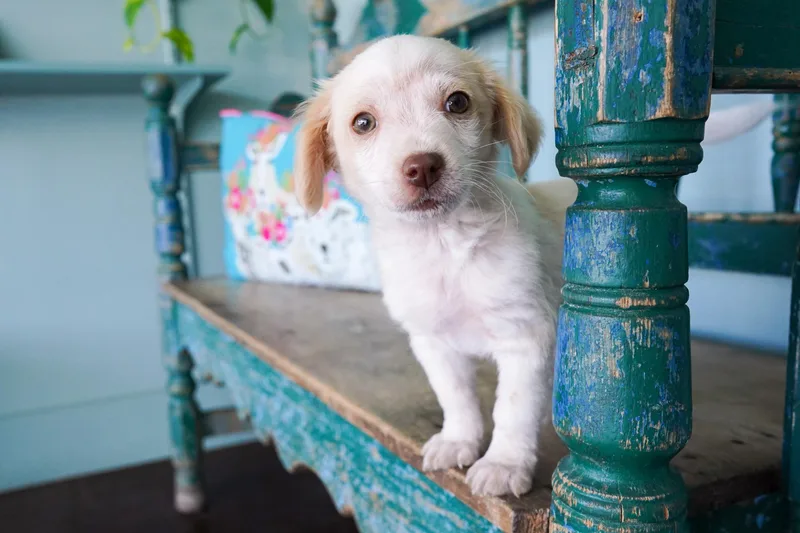 Limerick thumbnail 2