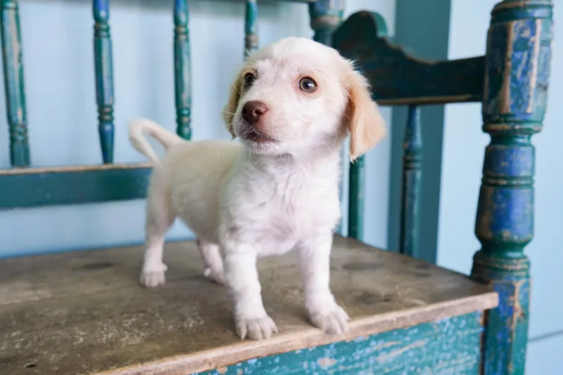 Limerick thumbnail 3