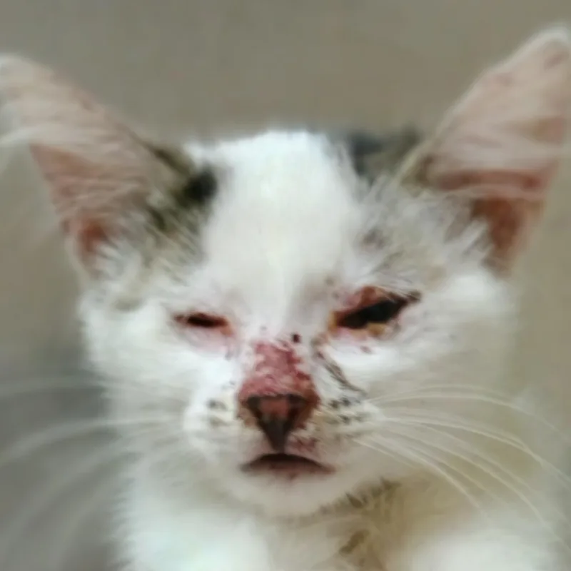 A baby small-sized female White Domestic Short Hair cat named Trixie for adoption in Palestine, TX