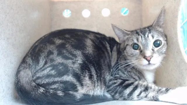 An adult medium-sized female Domestic Short Hair cat named Oreo for adoption in Downey, CA