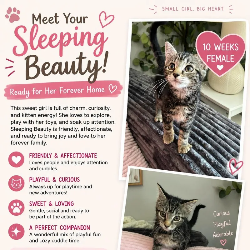 A baby medium-sized female American Shorthair cat named Sleeping Beauty for adoption in Medina, OH