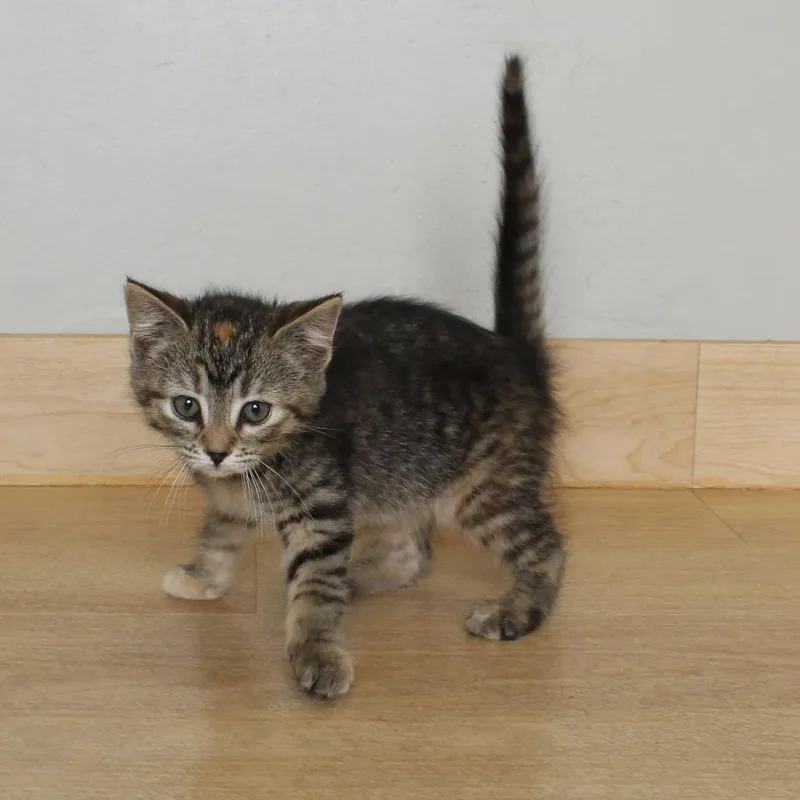 A baby small-sized female Torbie Domestic Short Hair cat named Nova C for adoption in Minnetonka, MN