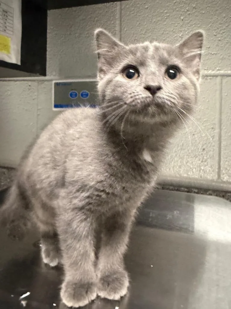 A baby small-sized female Domestic Short Hair cat named Farrah for adoption in Henderson, NC