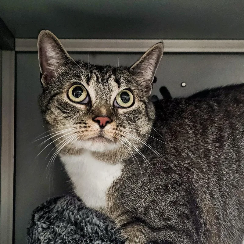 An adult medium-sized female Gray / Blue / Silver Domestic Short Hair cat named Hannah Rose for adoption in Columbus, NC
