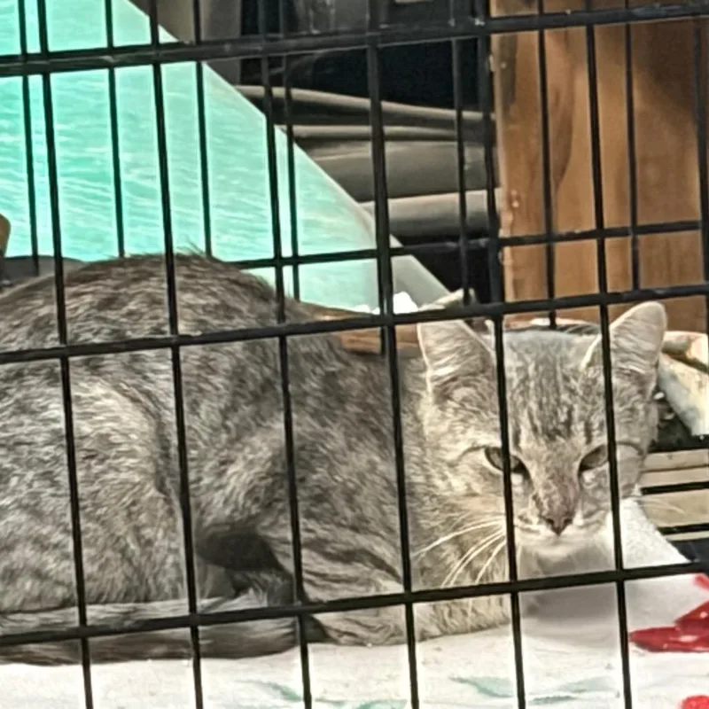 An adult small-sized female Gray / Blue / Silver Domestic Short Hair cat named Found DQ for adoption in Rochester, MN