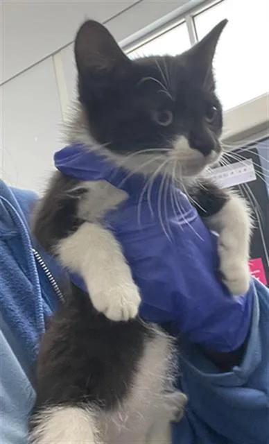 A baby medium-sized female Domestic Short Hair cat named Lexi for adoption in Dallas, TX