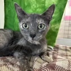 A young medium-sized female Dilute Tortoiseshell Domestic Short Hair cat named Tana for adoption in Manassas, VA