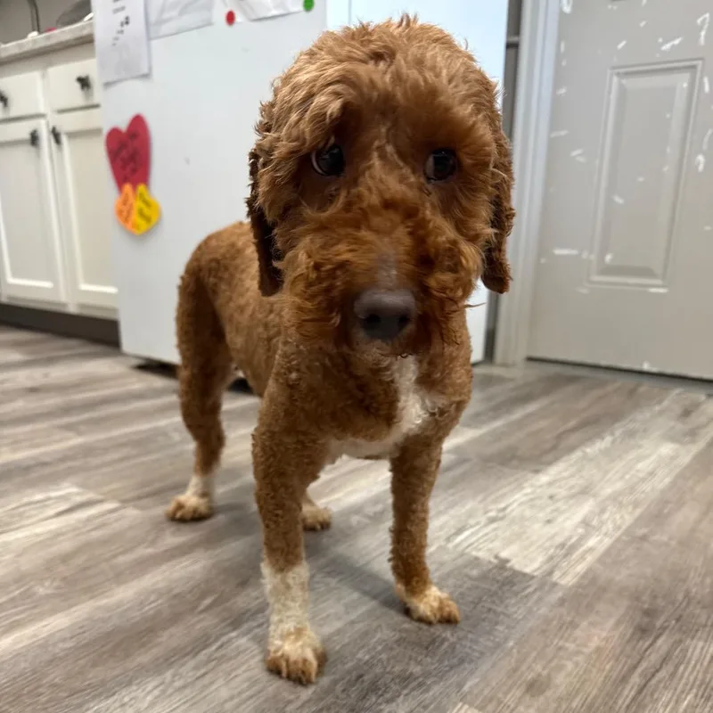 Dixie
