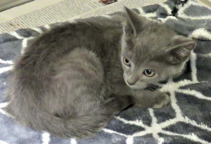 A baby medium-sized male Gray / Blue / Silver Domestic Short Hair cat named Abba for adoption in Lexington, VA