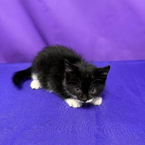 A baby small-sized female Black Domestic Medium Hair cat named Vendetta for adoption in North Myrtle Beach, SC