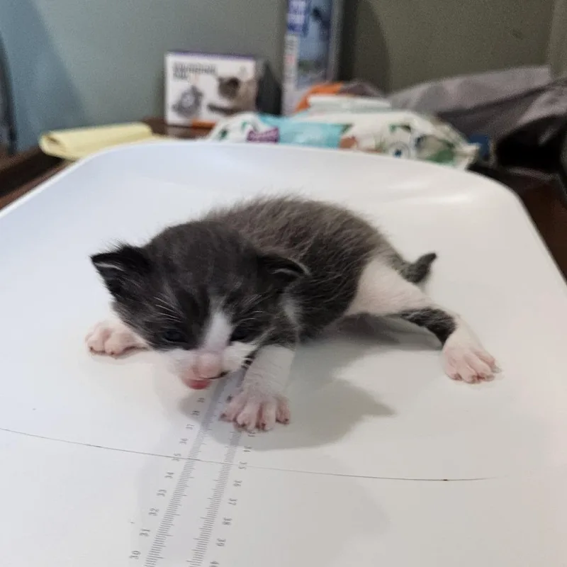 A baby small-sized male Gray / Blue / Silver Domestic Short Hair cat named Diddily for adoption in Livingston, TX