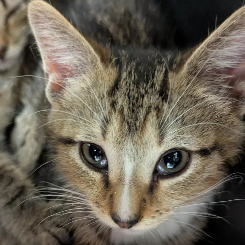A baby small-sized male Brown / Chocolate Domestic Short Hair cat named Jackson for adoption in Pittsburgh, PA