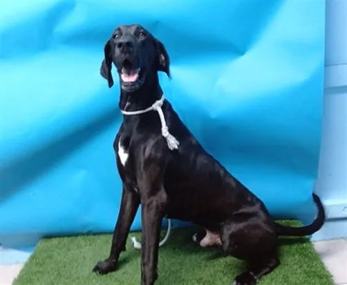An adult extra large-sized male Doberman Pinscher dog named Jet for adoption in Gardena, CA
